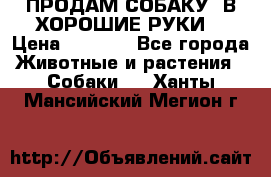 ПРОДАМ СОБАКУ  В ХОРОШИЕ РУКИ  › Цена ­ 4 000 - Все города Животные и растения » Собаки   . Ханты-Мансийский,Мегион г.